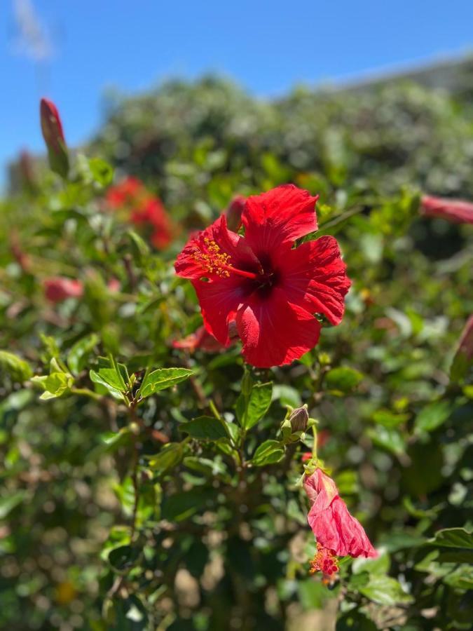 Hotel Banti Garden Tarifa Zewnętrze zdjęcie